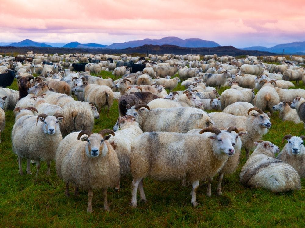Wandernde Schafe, Berge, Sonnenuntergang, Island
