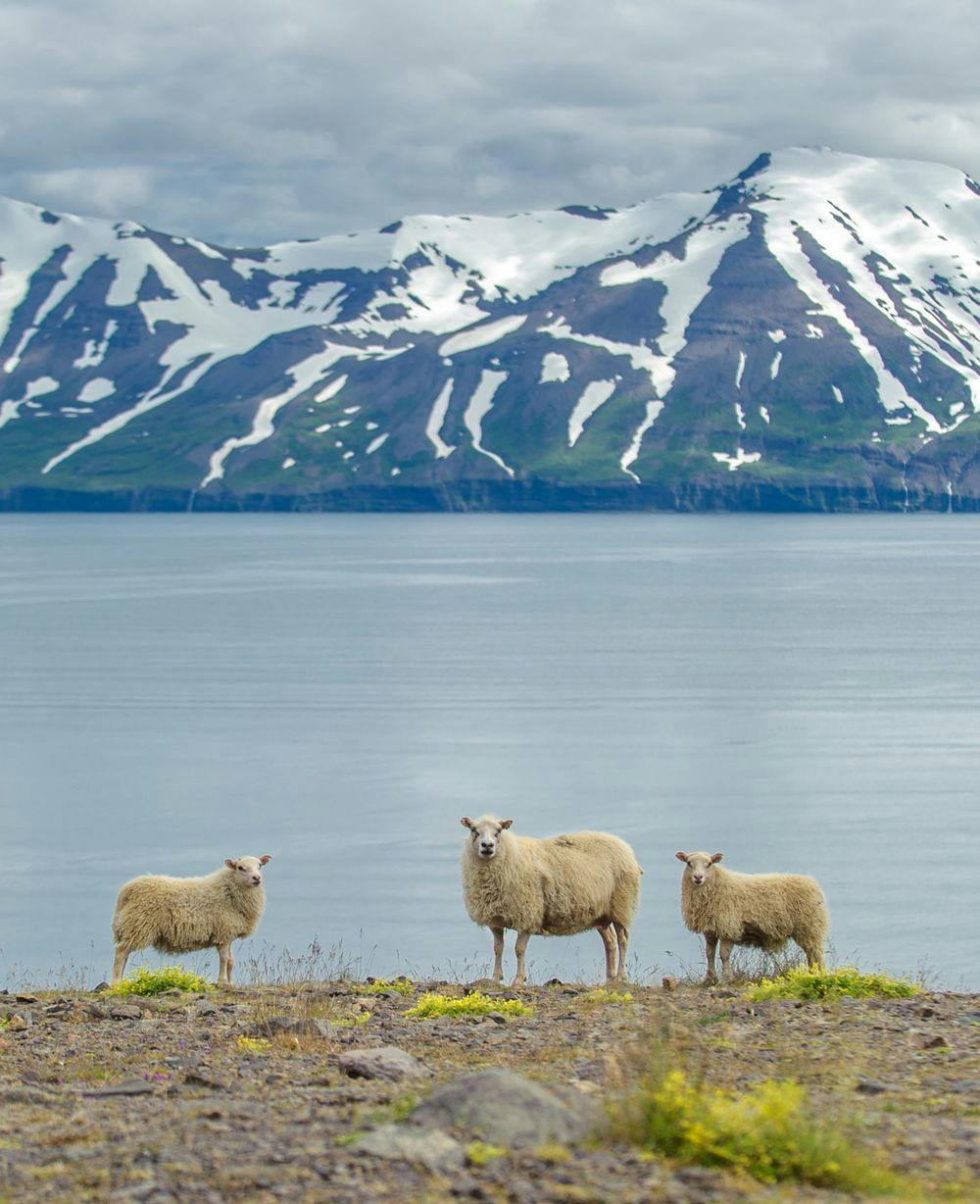 sheep roaming free lakeside mountain range iceland