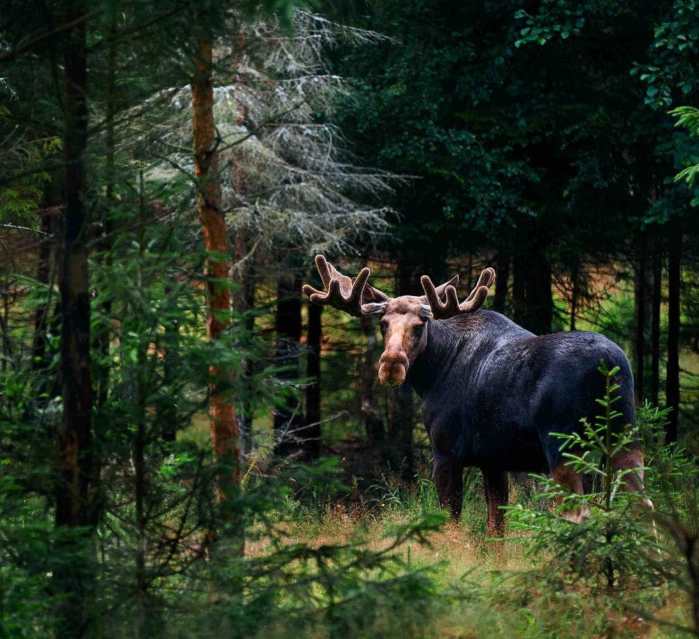 moose in Swedish forest